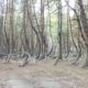 Der Besoffene Wald