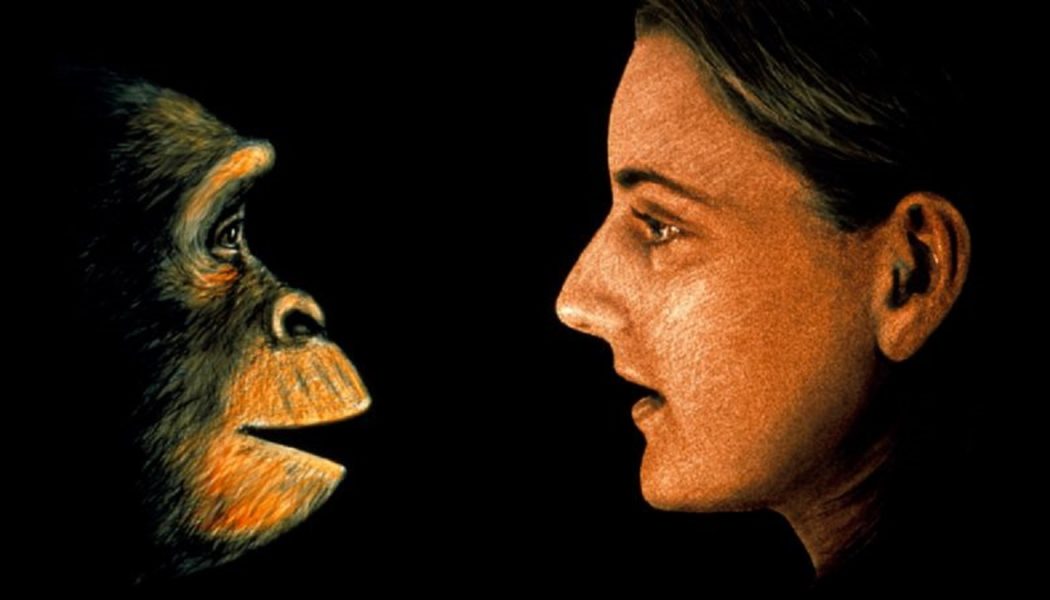 Darwins Evolutionstheorie: Warum es falsch ist zu sagen, dass „wir von Affen abstammen“ und 4 andere Dinge, die Sie vielleicht nicht über unsere Herkunft wussten