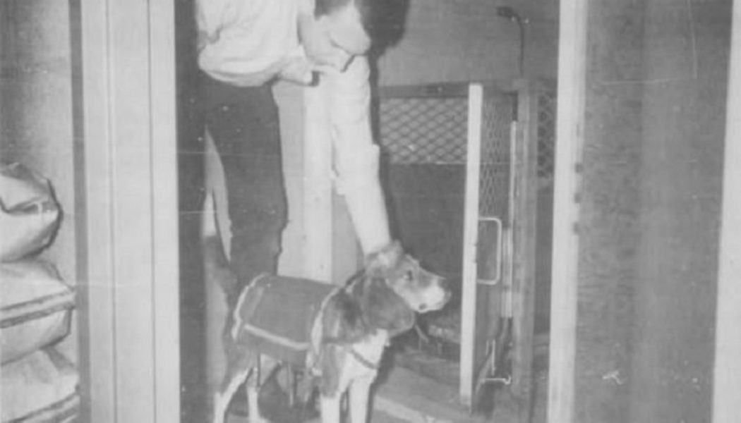 ENTHÜLLT: Die grausamen Experimente der CIA in den 1960er Jahren, um Hunde mit „Fernsteuerung“ zu erschaffen, indem Elektroden in ihr Gehirn implantiert wurden, bei denen ein Tier getötet wurde, nachdem es 2.000 Mal geschockt worden war