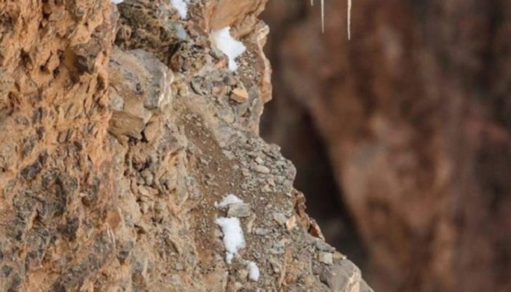 Das Schneeleoparden-Foto verblüfft die Social-Media-Nutzer