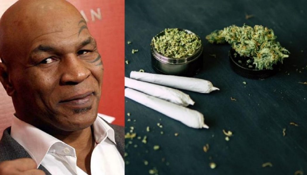 Boxlegende Mike Tyson wurde die Rolle des Marihuana-Botschafters angeboten