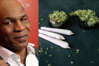 Boxlegende Mike Tyson wurde die Rolle des Marihuana-Botschafters angeboten