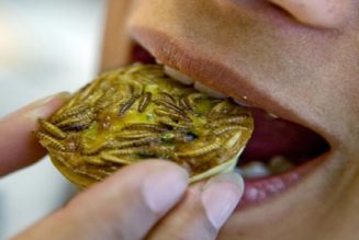Würmer Zum Abendessen: Weltwirtschaftsforum Wirbt Für Mehlwürmer Als Neue Proteinquelle Im Europäischen Bestreben, Den Fleischkonsum Zu Reduzieren