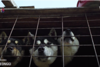 Südkorea erwägt, den Verzehr von Hundefleisch zu verbieten