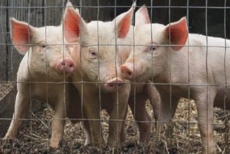 „Humanisierte Schweine“: Das vom chinesischen Regime angekündigte grausame neue Experiment zur „Untersuchung des Coronavirus“