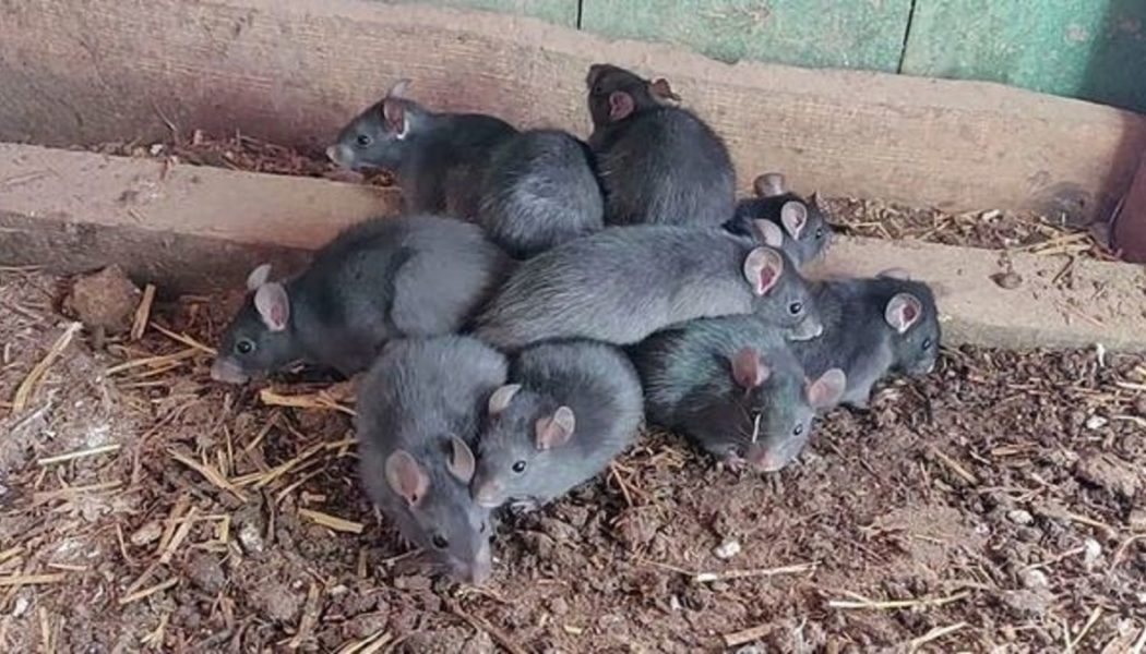 Rattenkönig vor Kamera erwischt: Extrem seltenes Phänomen signalisiert drohende Pest