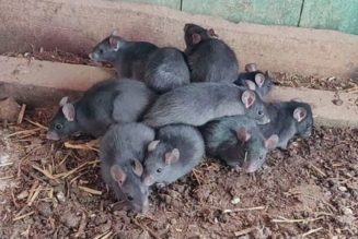 Rattenkönig vor Kamera erwischt: Extrem seltenes Phänomen signalisiert drohende Pest