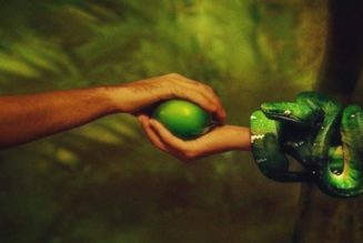 Gab Es Einen Apfel? Wissenschaftler Finden Heraus, Was Die „Verbotene Frucht“ Von Eden Sein Könnte