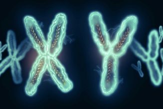 Das Y-Chromosom Wird Abgebaut. Werden Die Männer Bald Verschwinden?