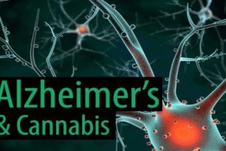 Neue Studie Zeigt, Dass Cannabis Zur Vorbeugung Und Behandlung Von Alzheimer Eingesetzt Werden Kann