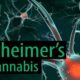 Neue Studie Zeigt, Dass Cannabis Zur Vorbeugung Und Behandlung Von Alzheimer Eingesetzt Werden Kann