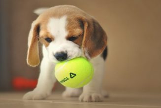 38 Beagle Welpen werden in Barcelona zum Testen eines neuen Medikaments Getötet