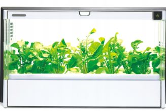 Mit dem Smart Home Garden von LG können Sie das ganze Jahr über Gemüse anbauen