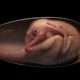 Sie finden den Embryo eines Dinosaurierfossils, der in seinem Ei eingebettet ist