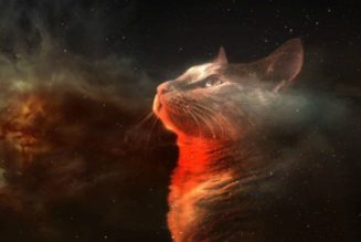 Hellseherin Lori Spagna: Katzen Können Dimensionen Überschreiten