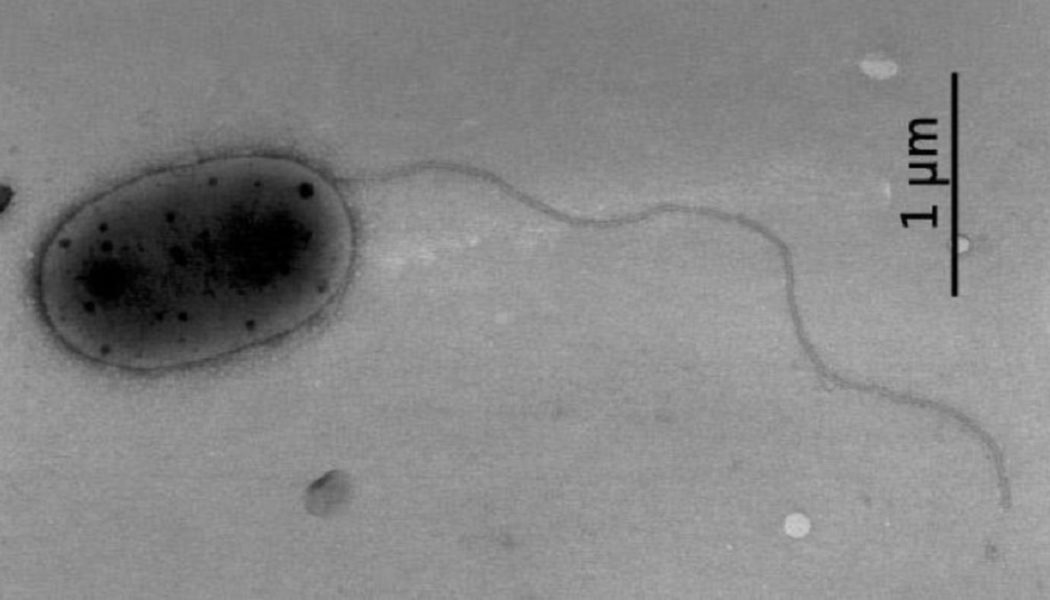 Unbekannte Bakterien leben auf der Internationalen Raumstation gefunden