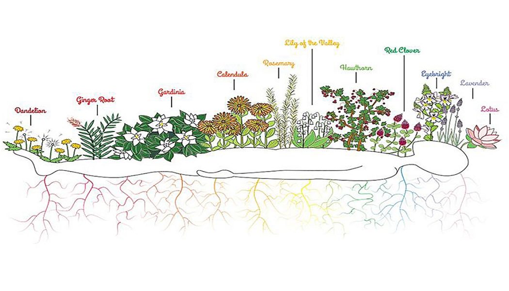 Wie Kräuter und Pflanzen Ihnen helfen können, Ihre sieben Chakren zu entsperren