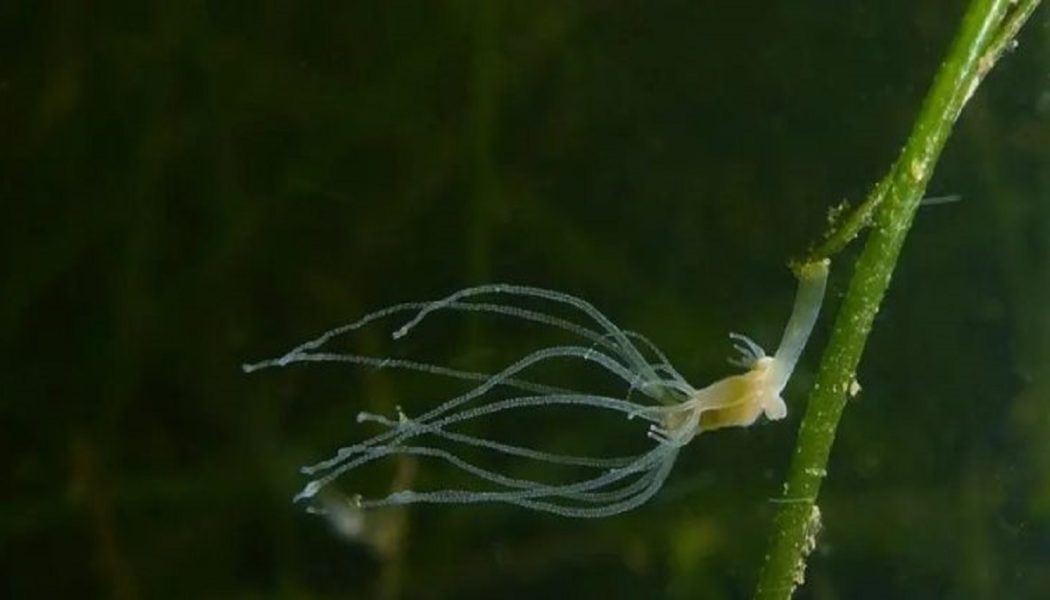 Stammzellen der Hydra zeigen Geheimnis der scheinbaren Unsterblichkeit