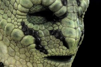 Lacerta und die Ursprünge der Menschheit: «Interview mit einem Reptilianer»