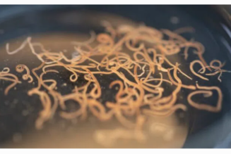 Einbalsamierer pfeifen auf „Würmer“, die in Körpern der Gestochenen gefunden wurden
