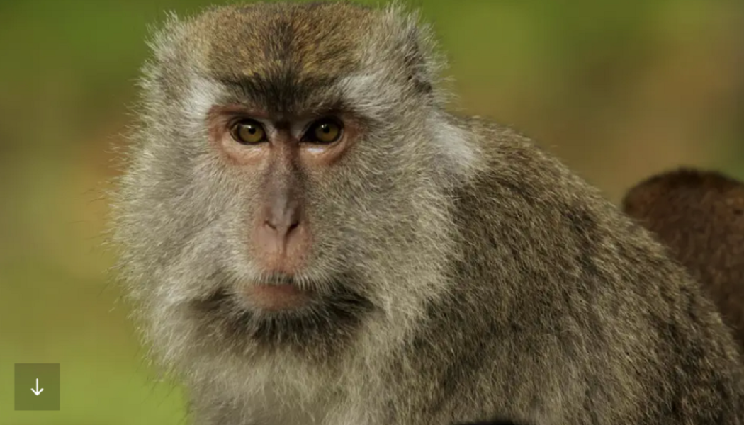 Kreuzung aus Mensch und Affe: Gibt es jetzt ein neues Lebewesen?