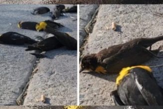CCTV-Aufnahmen Zeigen Hunderte Von Vögeln, Die In Mexiko Tot Zu Boden Fallen