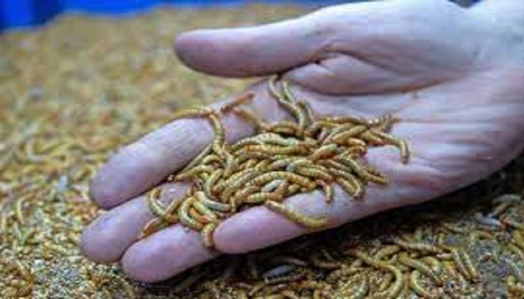 Sie wollen, dass wir jetzt gentechnisch veränderte Mehlwürmer essen! (+Video)