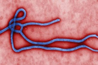 Was Kommt Nach Covid Als Nächstes? Vogelgrippe Oder Ebola-Ähnliches Virus. Angst Vor Neuer Pandemieausbreitung?