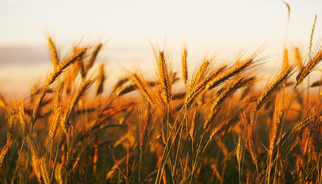 Die Krise zwischen Russland und der Ukraine wird die globale Lebensmittelversorgung noch stärker belasten und die Preise für Weizen und Mais weltweit in die Höhe treiben