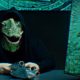 Die Menschheit wird von außerirdischen Reptilien kontrolliert
