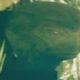 Ein toter Reptoid liegt im Wald