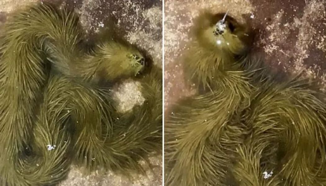 Bizarre Schlange Mit Grünem Fell In Thailand Gefunden