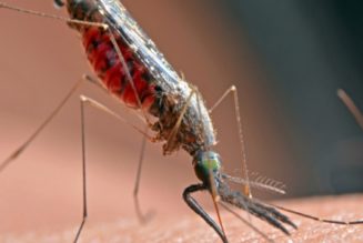 Milliarden von gentechnisch veränderten Mücken sollen in Kalifornien, Florida, freigelassen werden￼