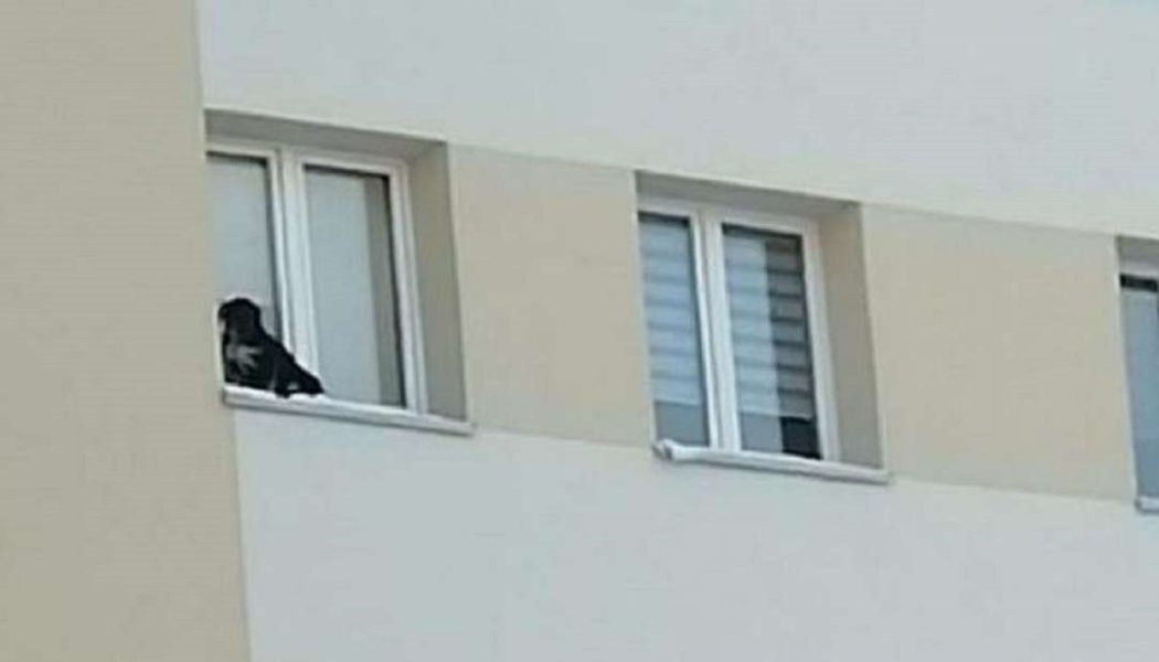 Herzlos verlassen: Mann setzt Hund auf Fensterbrett im neunten Stock aus