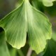 Ginkgo Biloba bei Parkinson: : Dieses grüne Blatt könnte in der Lage sein, dein Gehirn vor Schwermetallen und Parkinson zu schützen