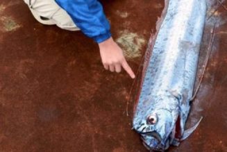 Chile: Sie Haben Einen „Verfluchten“ 16-Fuß-Königsriemenfisch Gefangen – Sie Sagen, Er Bringt Erdbeben
