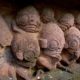FAKT ODER FIKTIONMichael Sallas Hypothese: Eine Expedition Zu Einer Antiken Anlage In Der Antarktis Hilft Im Kampf Gegen Reptilien