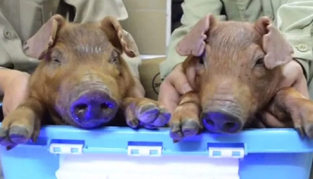 Yale-Wissenschaftler Erwecken Tote Schweine Wieder Zum Leben Und Sagen, Dass Der Zelltod Gestoppt Werden Kann