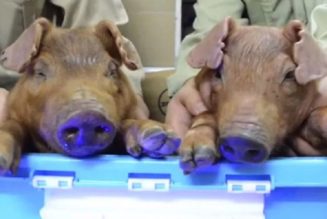 Yale-Wissenschaftler Erwecken Tote Schweine Wieder Zum Leben Und Sagen, Dass Der Zelltod Gestoppt Werden Kann