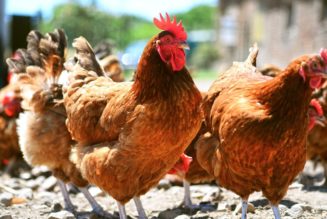 Genetische Hühner erhalten ein DNA-Copyright-Tag