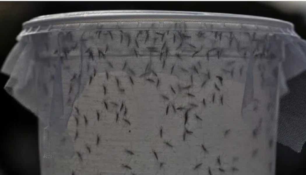 Gentechnisch veränderte Mücken haben erfolgreich einen Menschen „geimpft“.