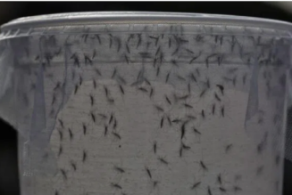 Gentechnisch veränderte Mücken haben erfolgreich einen Menschen „geimpft“.