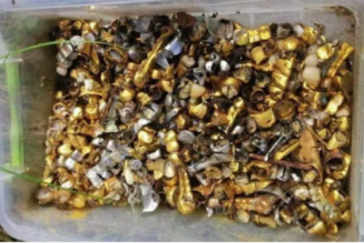 FAKTENCHECK: Goldzähne, die angeblich aus russischer Folterkammer geborgen wurden, entpuppen sich als „schlechte Zähne“, die von einem Dorfzahnarzt entfernt wurden