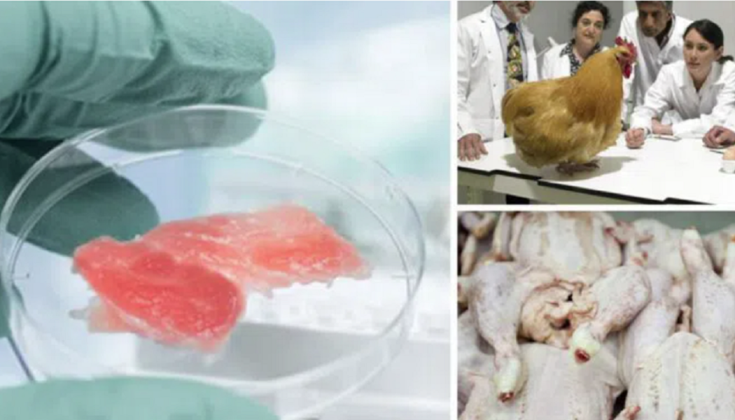 FDA erklärt im Labor gezüchtetes Huhn für „sicher zu essen“