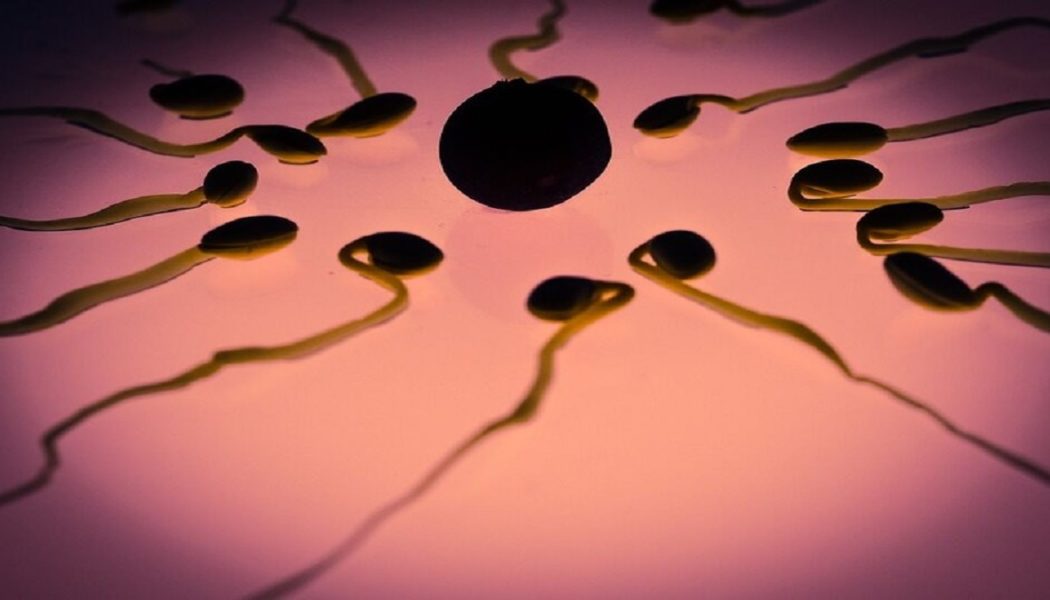 Neue Studie bestätigt niedrigere Spermienkonzentrationen bei Männern, denen COVID-19 verabreicht wurde