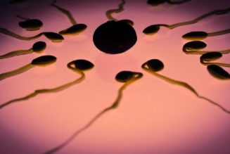 Neue Studie bestätigt niedrigere Spermienkonzentrationen bei Männern, denen COVID-19 verabreicht wurde