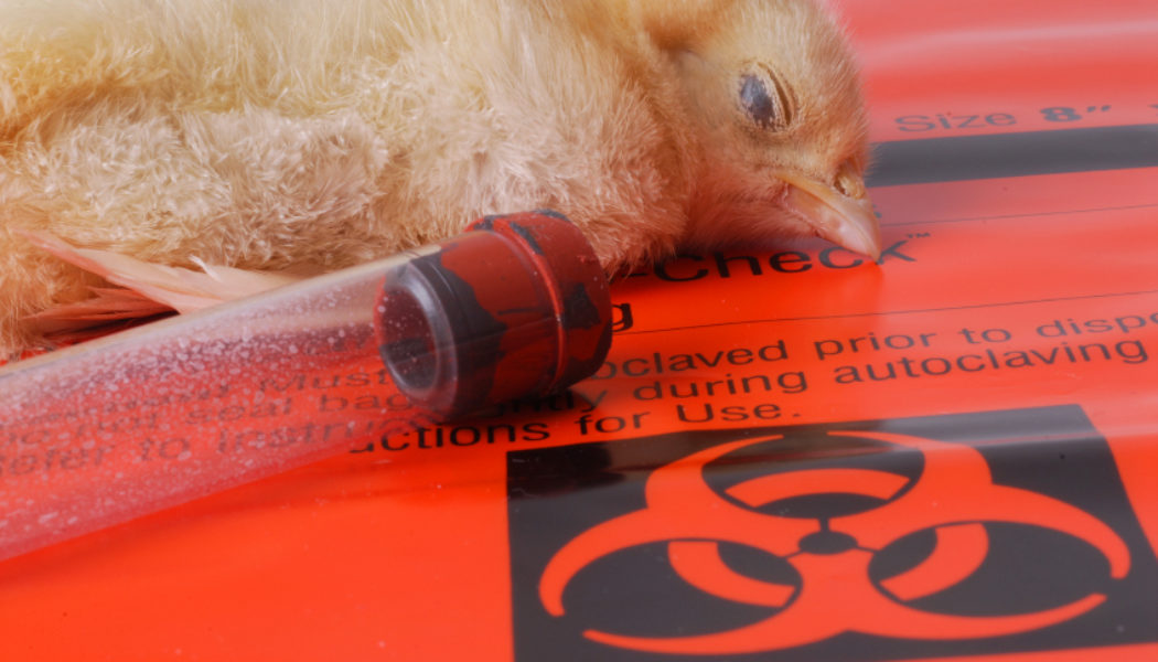 Die neue Vogelgrippe geht auf Säugetiere über und verursacht „zombieähnliches“ Verhalten – infizierte Tiere haben keine Angst vor Menschen