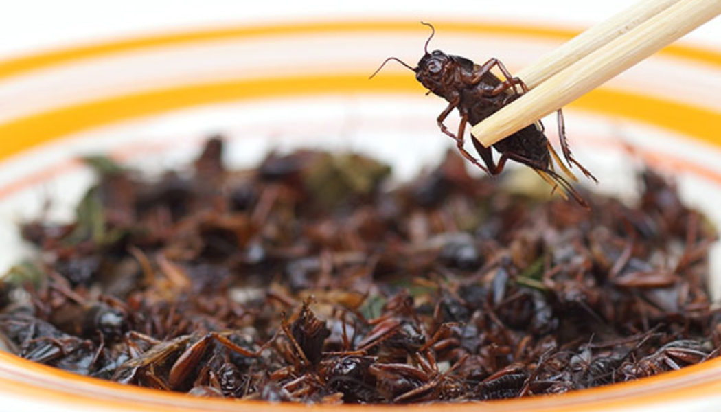 Polens „Anti-Käfer-Gesetz“: Der Kampf gegen die globalistische Agenda, Fleisch durch Käfer zu ersetzen