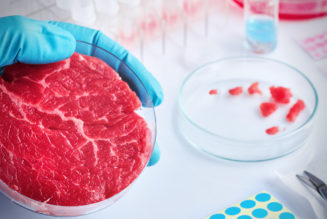 Die größte experimentelle Fleischfabrik der Welt soll in Spanien gebaut werden