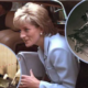 Empörung als Foto von Prinzessin Dianas tödlichem Autounfall, das in der Euthanasie-Werbung verwendet wurde
